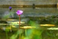Lotus in Lake of Huyen Khong Son Thuong Pagoda